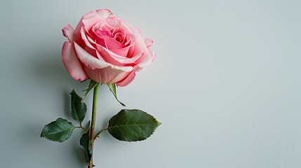 Fototapeta premium a pink rose flower against a white background, epitomizing the beauty of spring nature with ample empty space for text.