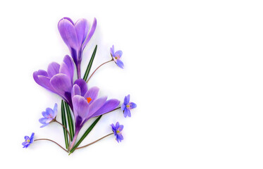 Violet flowers crocuses, blue flowers hepatica on a white background with space for text. Top view, flat lay. Spring flowers