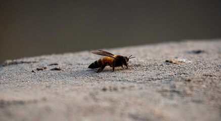 A closeup of a bee