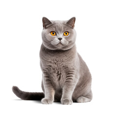 Obraz premium scottish fold cat isolated