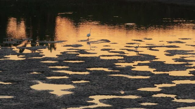 Gread Egret foraging for food in Fish Ponds.
