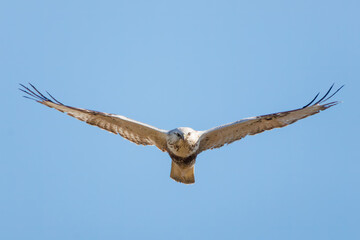 飛翔する美しいケアシノスリ（タカ科）。

日本国群馬県、利根川河川敷にて。
2024年3月2日撮影。

Beautiful Rough-legged Buzzard (Buteo lagopus, family comprising hawks) in flight.

At Tonegawa riverbed, Gunma, Japan,
photo by March 2, 2024.

