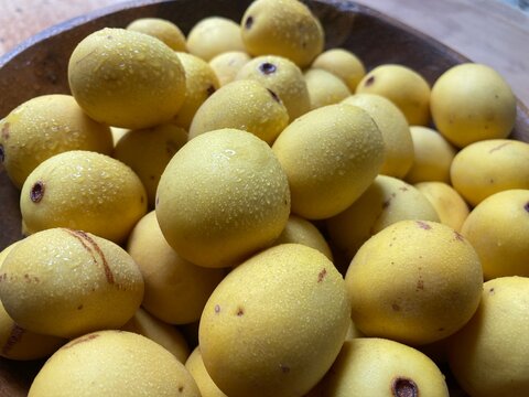 Marula fruit used for food and cosmetic oils and anti-ageing creams