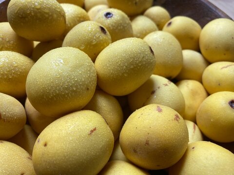 Marula fruit used for food and cosmetic oils and anti-ageing creams