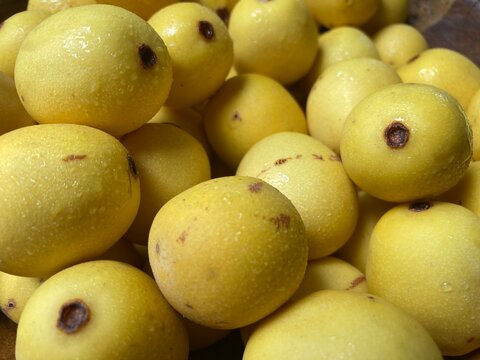 Marula fruit used for food and cosmetic oils and anti-ageing creams
