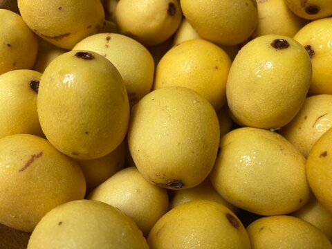Marula fruit used for food and cosmetic oils and anti-ageing creams