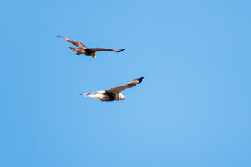 飛翔しながらノスリと戦う美しいケアシノスリ（タカ科）。

日本国群馬県、利根川河川敷にて。
2024年3月2日撮影。

A beautiful Rough-legged Buzzard (Buteo lagopus, family comprising, family comprising hawks) and Eastern Buzzard in flight for fighting.

At