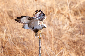 枝に飛びつく美しいケアシノスリ（タカ目）。

日本国群馬県、利根川河川敷にて。
2024年3月2日撮影。

A beautiful Rough-legged Buzzard (Buteo lagopus, family comprising the hawks) jump at the branch.
