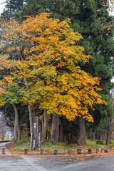 日本　青森県十和田市奥瀬十和田湖畔休屋にある杉並木と紅葉