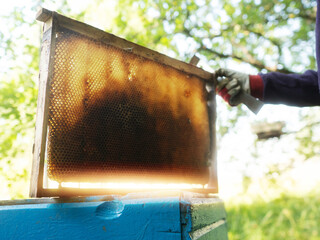 Beekeeper lifting or extracting wooden frame with honeycomb from beehive for visual inspection. Bee farm maintenance job. Warm summer sunny day, selective focus. Honey and bee products production.