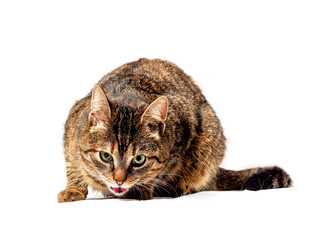 Cute light brown color fur tabby cat on white background. Cute pet studio shot. Model with slim...