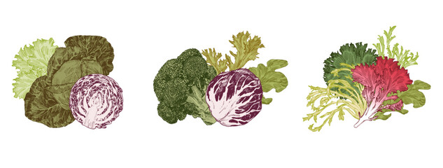 Vegetable sets, engraved illustration of cabbage, lettuce and microgreens - 752941483