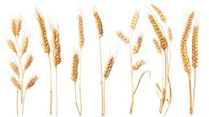 A diverse collection of wheat ears isolated on white, showcasing various stages of maturity and forms, perfect for agricultural and botanical themes