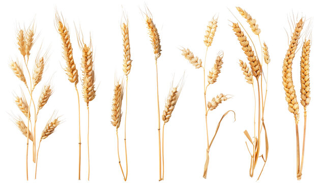 A diverse collection of wheat ears isolated on white, showcasing various stages of maturity and forms, perfect for agricultural and botanical themes