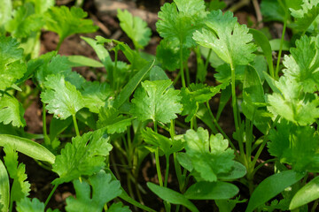 Coriander leaves in vegetables garden for health, food and agriculture concept. Organic coriander leaves background.