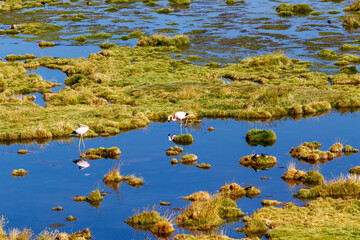 Flamingos in the scenic wetlands Vado Rio Putana between San Pedro de Atacama and the geysers of El Tatio in the Atacama desert in Chile, South America. - Powered by Adobe