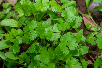 Coriander leaves in vegetables garden for health, food and agriculture concept. Organic coriander leaves background.