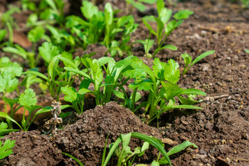 Coriander leaves in vegetables garden for health, food and agriculture concept. Organic coriander leaves background.