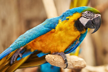 Parrots, cage and feathers with branch, park and garden with birds sanctuary and natural with wildlife or habitat. Avian, sustainability and tropical species with wings and zoo with ecosystem and pet