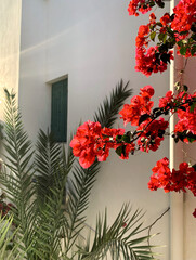 red flowers and a palm tree