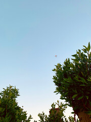 leaves on the trees and an airplane in the sky