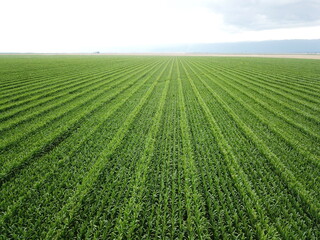 Corn cultivation in northwestern Argentina