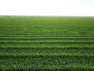 Corn cultivation in northwestern Argentina