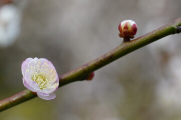 梅の花クローズアップ
