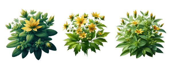 set of flowers plant  isolate on transparent background