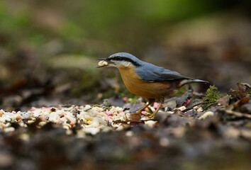Nuthatch eating from ground b