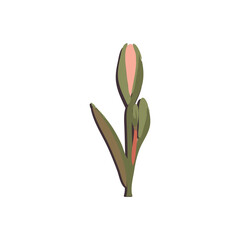 Amaryllis Flower Vector Icon, Garden Amaryllis Flat Design, Abstract Spring Amaryllis Symbol