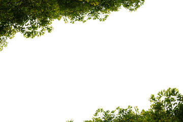 Obraz premium Green leaves, white background, space to work