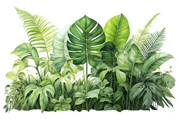  tropical leaves on a white background.