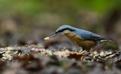 Nuthatch spitting nut on ground