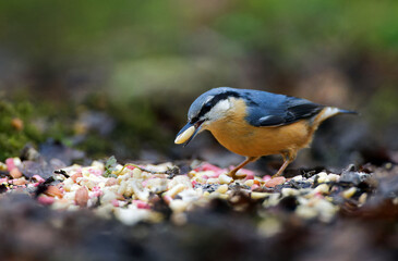 Nuthatch feeding on the ground