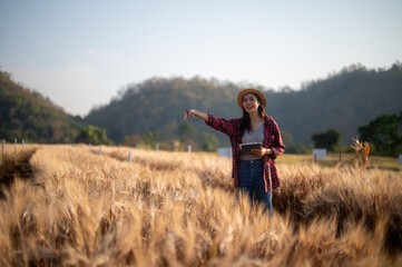 Naklejka na ściany i meble A young woman closely examines a wheat crop while holding a digital tablet in a sunny field. Record and track growth