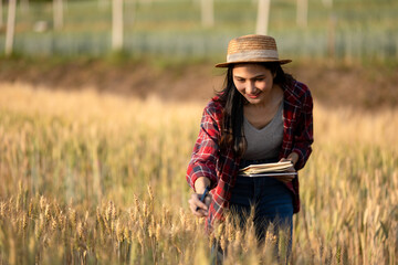 A young woman closely examines a wheat crop while holding a digital tablet in a sunny field. Record and track growth