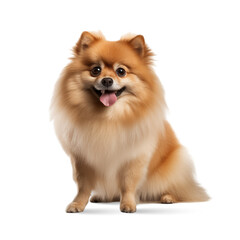 Obraz premium pomeranian dog isolated on white