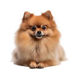 Obraz premium pomeranian puppy isolated on white