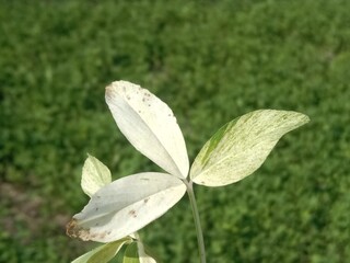 Green and white combinations of trifolium alexandrinum leaf or fresh green and white leaves of Egyptian clover, berseem clover in the garden