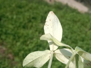 Green and white combinations of trifolium alexandrinum leaf or fresh green and white leaves of Egyptian clover, berseem clover in the garden