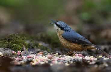 Nuthatch feeding on the ground