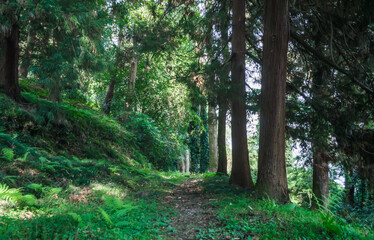 green forest with tall trees and footpath in Georgia