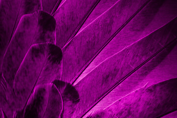 violet feather pigeon macro photo. texture or background