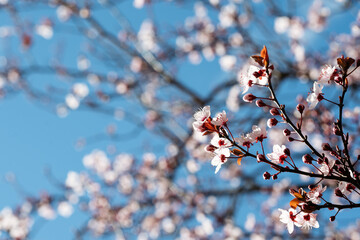 Cherry blossoms delicately unfurl against a bright blue sky, their pink-tinged white petals radiant in the sunlight, creating a serene spring scene.