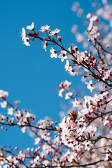 A crisp image capturing the delicate beauty of cherry blossoms, with reddish buds and white flowers, contrasted against a deep blue sky.