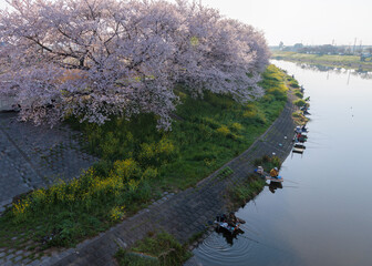 桜と釣り人
