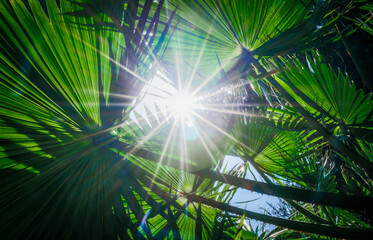 rays of the sun through palm leaves