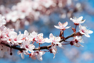 A splendid display of cherry blossoms illuminated by sunlight, with soft pink tones vivid against...
