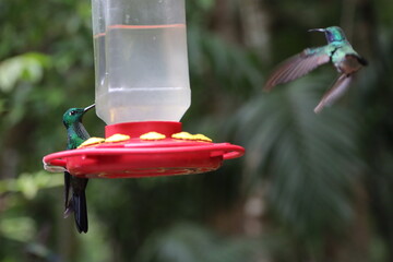 Hummingbird